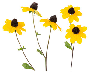 Isolated yellow daisy-gerbera or sunflower. Red chamomile on white background. Spring or summer blossom blooming. Field flower Jerusalem artichoke