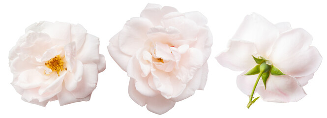Isolated light pink roses flowers on white background. Bud and leaf of light pink rose flower isolated on white. Tea rose. Aroma rose flowers