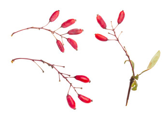 Autumn branch of barberry with berries isolated on white background. Fall harvest of red barberry tree