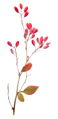 Autumn branch of barberry with berries isolated on white background. Fall harvest of red barberry tree