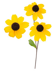 Isolated yellow daisy-gerbera or sunflower. Red chamomile on white background. Spring or summer blossom blooming. Field flower Jerusalem artichoke