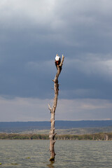 African Fish Eagle (Haliaeetus vocoder), Kenya