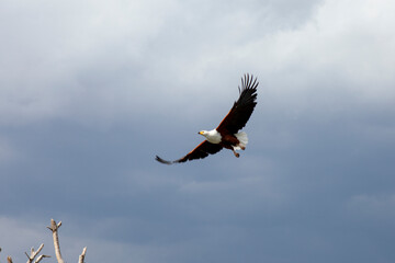 African Fish Eagle (Haliaeetus vocoder), Kenya