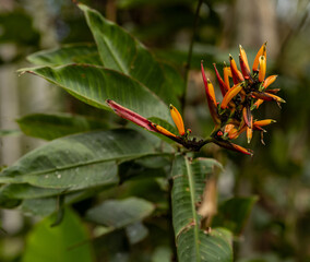 Orange and Red Bird of Paradise Bouquet.