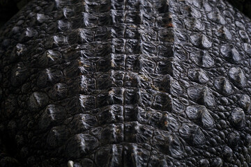 crocodile skin