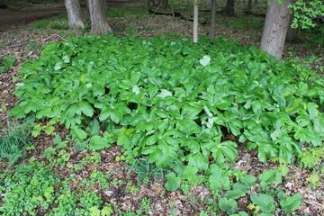 Mayapple leaves dominate the forest floor at Linne Woods in Morton Grove, Illinois