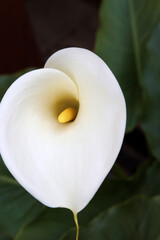 Die weiße Calla