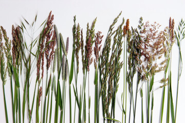 Verschiedene Wiesengräser