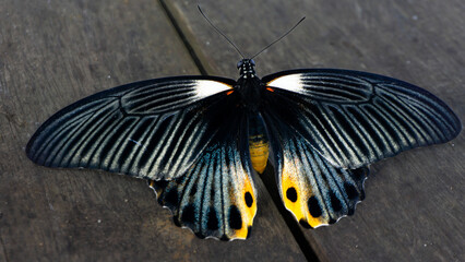  Close Up A Black, Yellow pattern Pastur Butterfly (Papilio Memmon) , Landing On The Floor of a Cottage