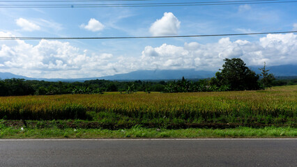 Landscapes of lush golden rice fields on the side of the road in the morning