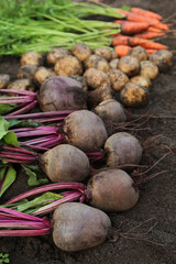 Bunch of organic beetroot and carrot, freshly harvested potato on soil in garden close up. Autumn harvest of vegetables, farming