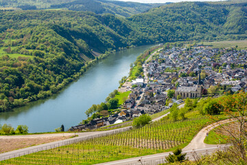 Obraz premium Mosel vineyards in spring