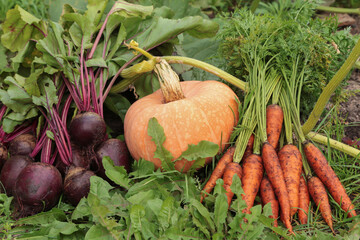 Autumn vegetables in garden on garden bed close up. Harvest of bunch fresh raw carrot, beetroot and orange pumpkin on sun in sunlight