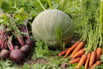 Summer vegetables in garden on garden bed close up. Harvest of bunch fresh raw carrot, beetroot and big green pumpkin on sun in sunlight