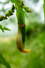 Banana Slug Explores Options When The Leaf Ends