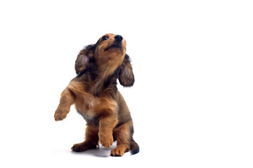 じゃれる子犬　ミニチュアダックスフンド　白バック