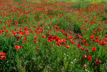 Field of poppies during spring flowering, San Vincenzo, Tuscany, Italy