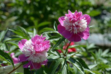 セレブリティ　シャクヤク