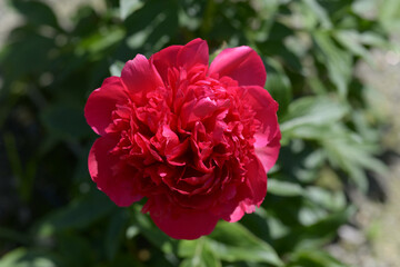 レッドチャーム　シャクヤク