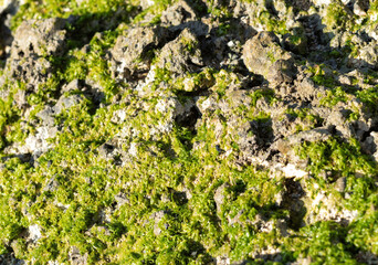 Seaweed Growing on a Coral Reef in Honolulu, Hawaii.