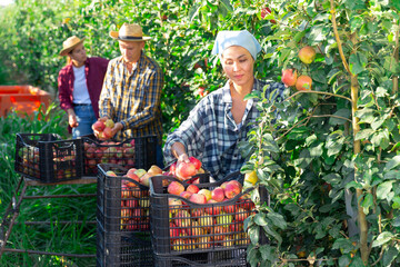 Fototapeta premium Skilled Asian female farmer with team of workers gathering crop of ripe red apples in summer orchard. Harvest time