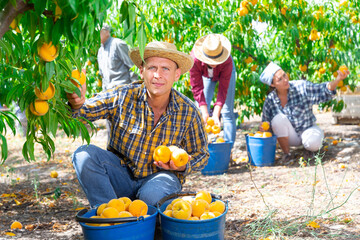 Man harvesting yellow peaches in garden. His fellow workers picking them behind.