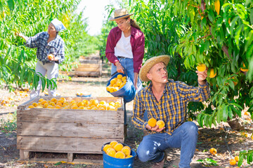 Plantation workers picking yellow peaches and filling buckets with them.