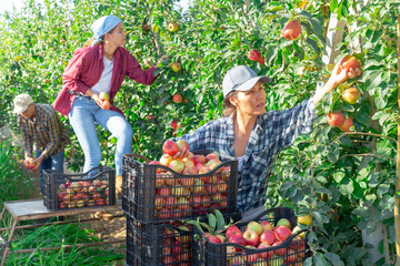 Team of positive farm workers gathering crop of organic apples at a orchard on summer day