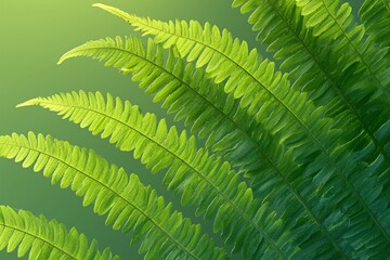 Fern leaf background