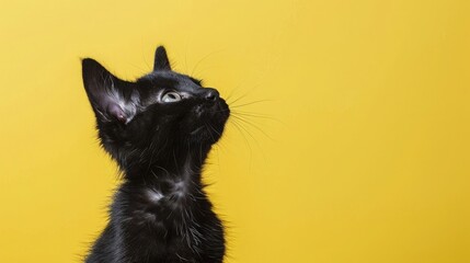 studio portrait of a black kitten looking up on a yellow background with copy space for text