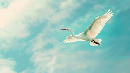 Obraz premium White stork in flight against cloudy sky