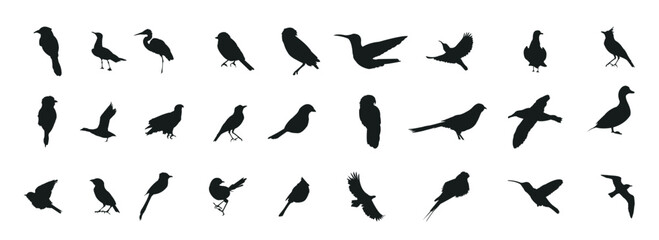 Bird silhouette collection. Birds of prey vector silhouettes collection. Black bird silhouette collection. Set of black bird silhouette isolated.
