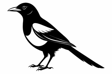 Magpie silhouette on white background, Vector illustration, icon, svg, characters, Holiday t shirt, Hand drawn trendy Vector illustration