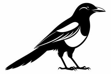 Magpie silhouette on white background, Vector illustration, icon, svg, characters, Holiday t shirt, Hand drawn trendy Vector illustration