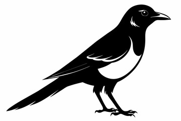 Magpie silhouette on white background, Vector illustration, icon, svg, characters, Holiday t shirt, Hand drawn trendy Vector illustration