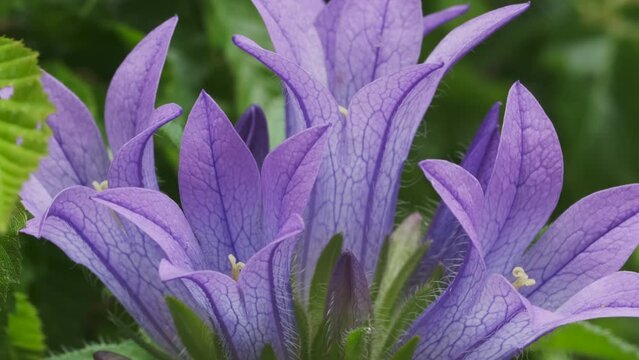 Blue purple flowers in spring forest close-up, macro shot, selective focus. Clustered bellflowers, Campanula glomerata, 4k
