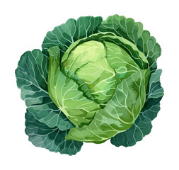 Fototapeta premium cabbage watercolor digital painting good quality