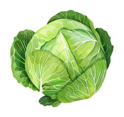 Fototapeta premium cabbage watercolor digital painting good quality