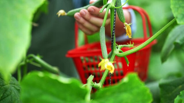cropping cucumber in field