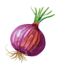 onion watercolor digital painting good quality