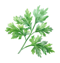 parsley leaf watercolor digital painting good quality