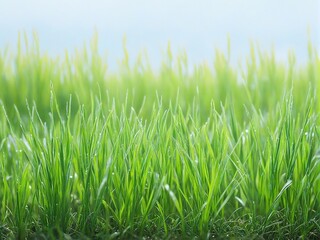 Fototapeta premium grass