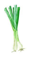 spring onion watercolor digital painting good quality