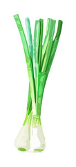 spring onion watercolor digital painting good quality