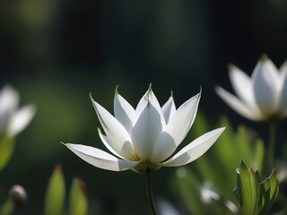 Fototapeta premium white lotus flower