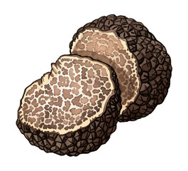 truffle watercolor digital painting good quality