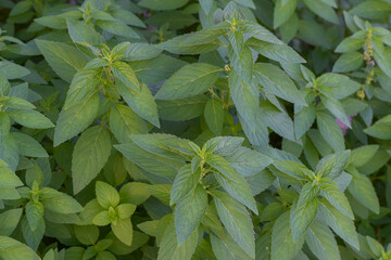 Mentha Canadensis wild mint plant as an alternative ingredient for traditional herbal medicine © Semoga