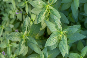 Mentha Canadensis wild mint plant as an alternative ingredient for traditional herbal medicine