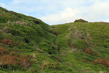 Lush green hillside of grass at The Nobbies on Phillip Island, Victoria, Australia