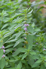 Mentha Canadensis wild mint plant as an alternative ingredient for traditional herbal medicine